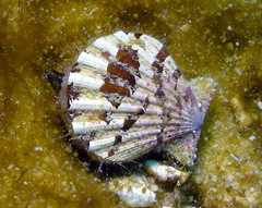 Bractechlamys vexillum