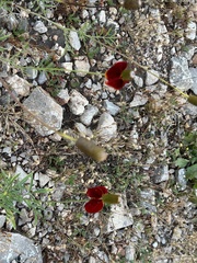 Ratibida columnifera