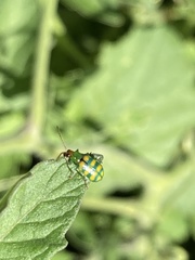 Diabrotica balteata