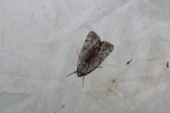 Catocala gracilis