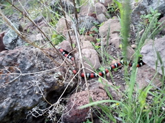 Lampropeltis polyzona