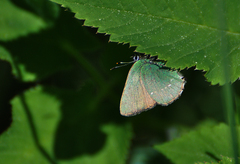 Callophrys rubi
