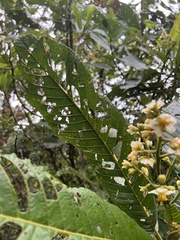 Saurauia