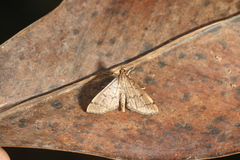 Blepharomastix veritalis