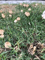 Leucocoprinus