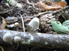 Schizophyllum amplum