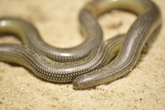 Afrotyphlops mucruso