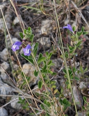 Scutellaria drummondii
