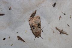 Xestia normanianus