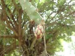Selenicereus triangularis