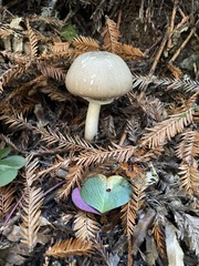 Leucoagaricus leucothites