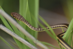 Psammophis orientalis