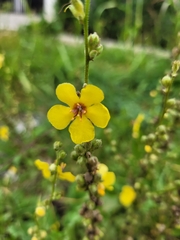 Verbascum blattaria