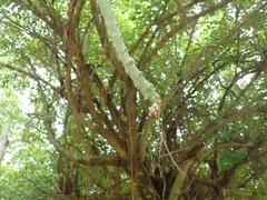 Selenicereus triangularis