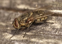 Pollenia rudis