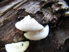 Schizophyllum amplum
