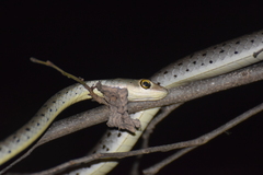 Philothamnus semivariegatus