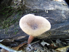 Lentinus brumalis