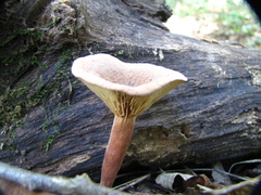 Lentinus brumalis