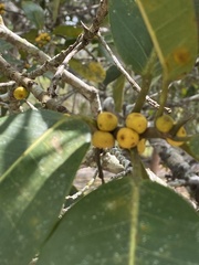 Ficus clusiifolia