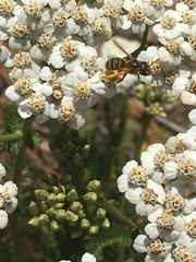 Halictus ligatus