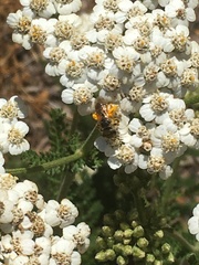 Halictus ligatus