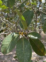 Ficus clusiifolia