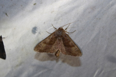 Phlogophora periculosa