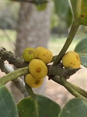 Ficus clusiifolia