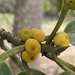 Ficus clusiifolia - Photo (c) Geovane Siqueira, algunos derechos reservados (CC BY-NC), subido por Geovane Siqueira