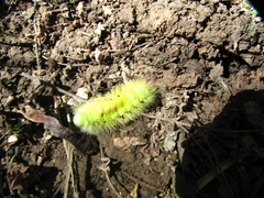 Calliteara pudibunda