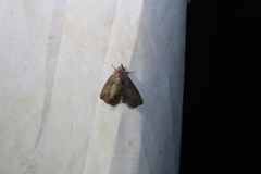 Paectes abrostoloides