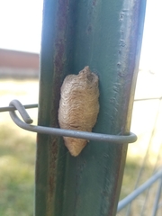 Mantis religiosa