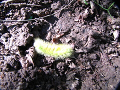 Calliteara pudibunda