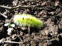 Calliteara pudibunda