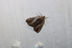 Catocala ultronia