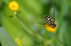 Dasysyrphus venustus
