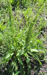 Rumex