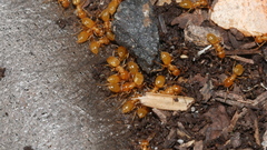 Acanthomyops