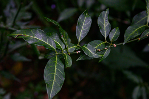 Canthium oligocarpum subsp. angustifolium image