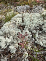Cladonia stellaris