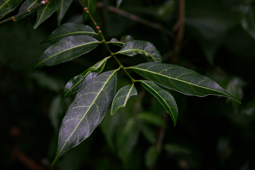 Canthium oligocarpum
