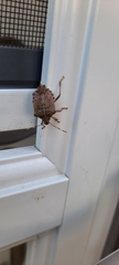 Halyomorpha halys