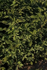 Varronia bullata