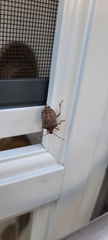 Halyomorpha halys