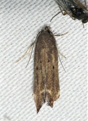 Perimede ricina