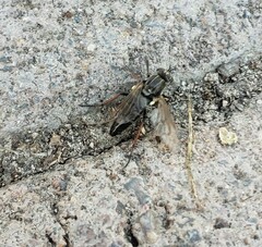 Ozodiceromyia