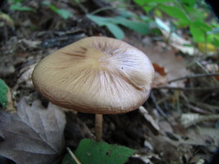 Oudemansiella radicata