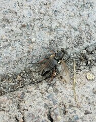 Ozodiceromyia