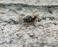 Ozodiceromyia